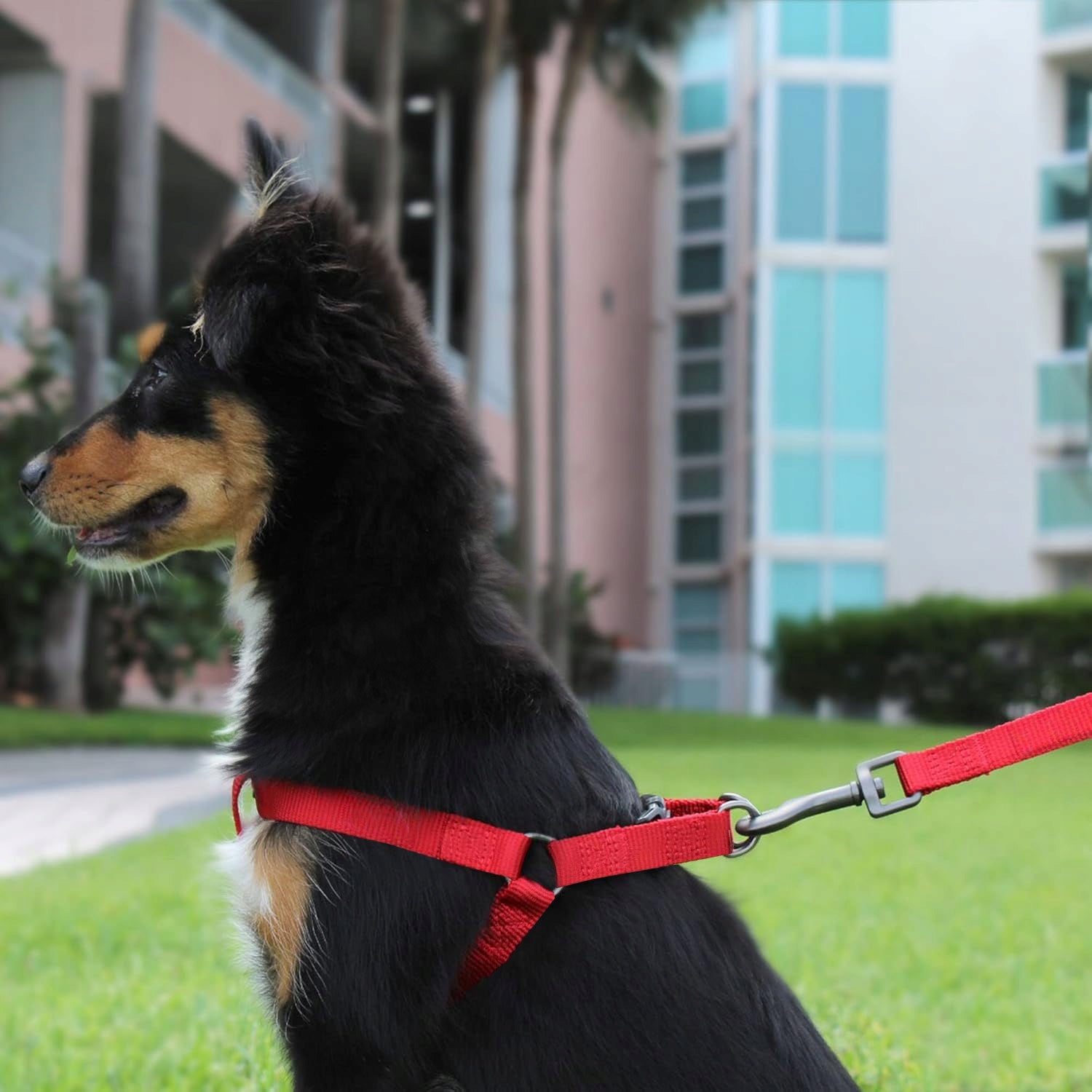 STEP IN HARNESS FOR DOG ADJUSTABLE STRONG PRESSURE-FREE COMFORTABLE DECENT ros. M Brand Reverse