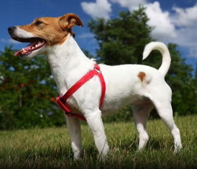STEP IN HARNESS FOR DOG ADJUSTABLE STRONG PRESSURE-FREE COMFORTABLE DECENT ros. M Kind walking harness