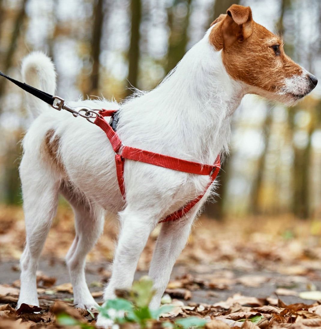 STEP IN HARNESS FOR DOG ADJUSTABLE STRONG PRESSURE-FREE COMFORTABLE DECENT ros. M Type adjustable