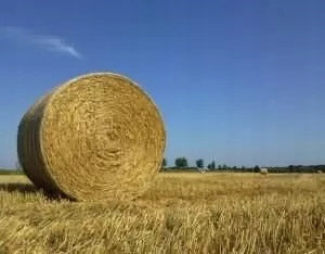 STRAW LITTER CAT RABBIT 10KG Brand Marko