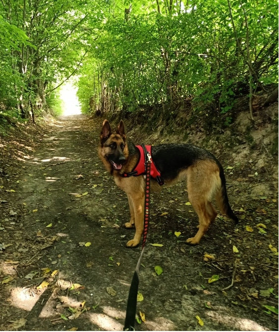 STRONG HARNESS FOR BIG DOG LABRADOR SHEPHERD DURABLE SIZE XL Color black