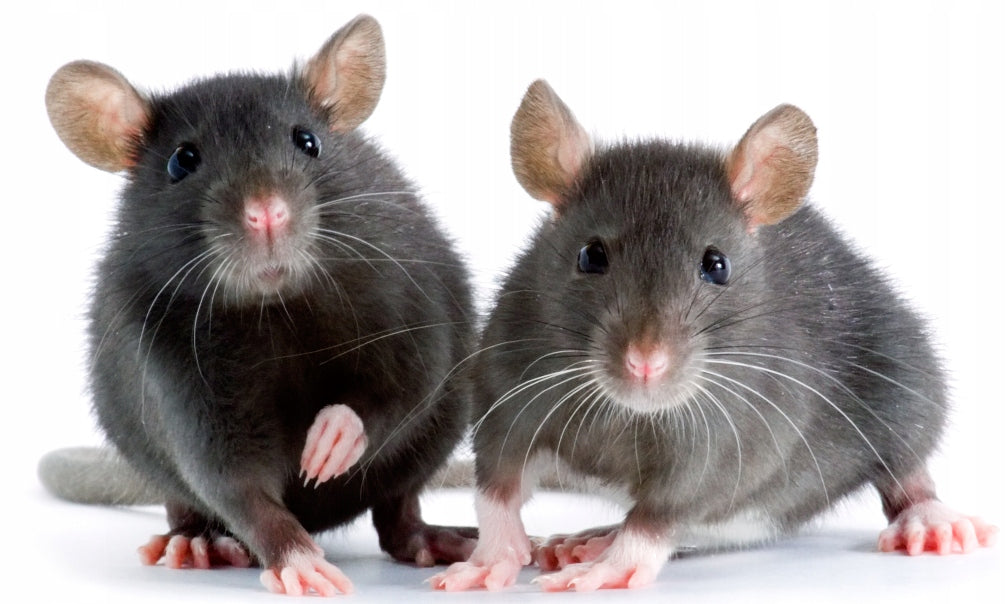 STRONG MOUSE POison Paste RATS MOLES 1Kg DRYING MUMMIFYING Brand OneShot
