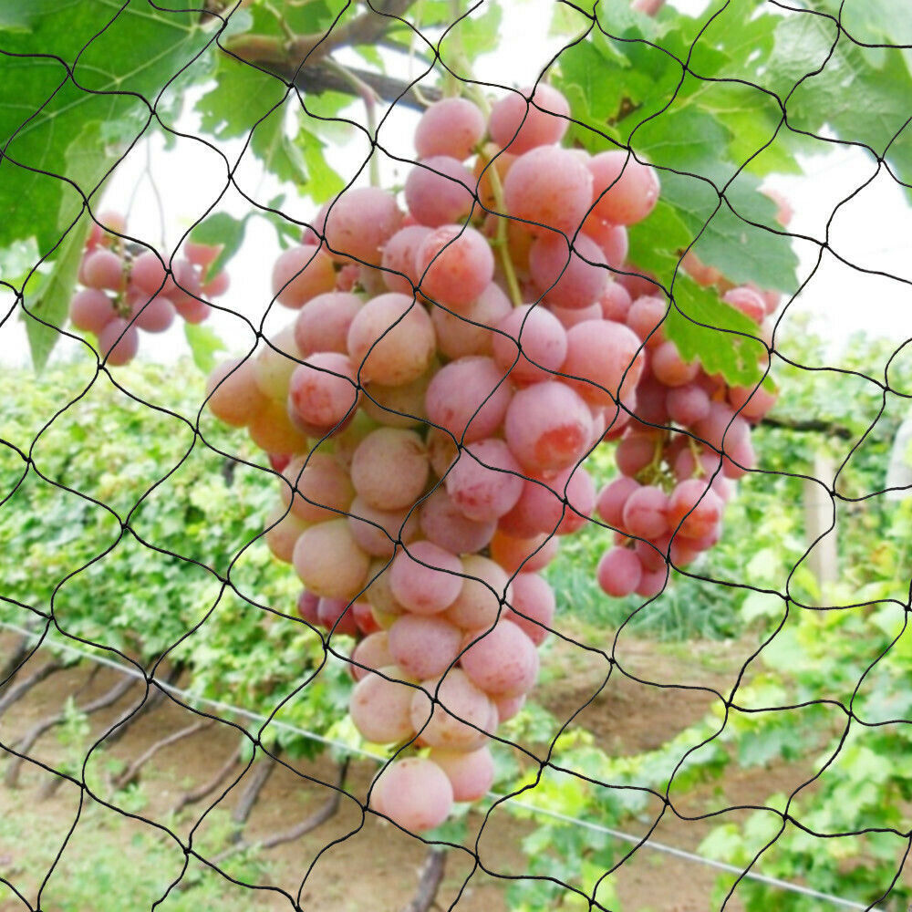 STRONG NET AGAINST BIRDS FOR BIRDS STARLINGS 15X30M Packaging status original