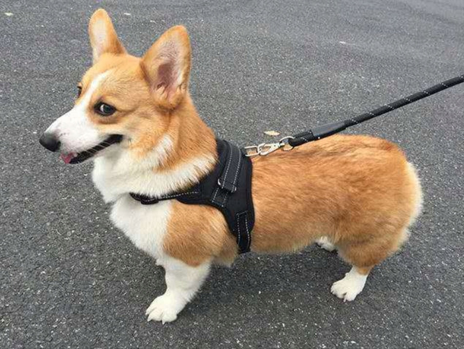STRONG PRESSURE-FREE DOG HARNESS ADJUSTABLE HANDLE Manufacturer code SZELKI DLA PSA BEZUCISKOWE Z UCHWYTEM