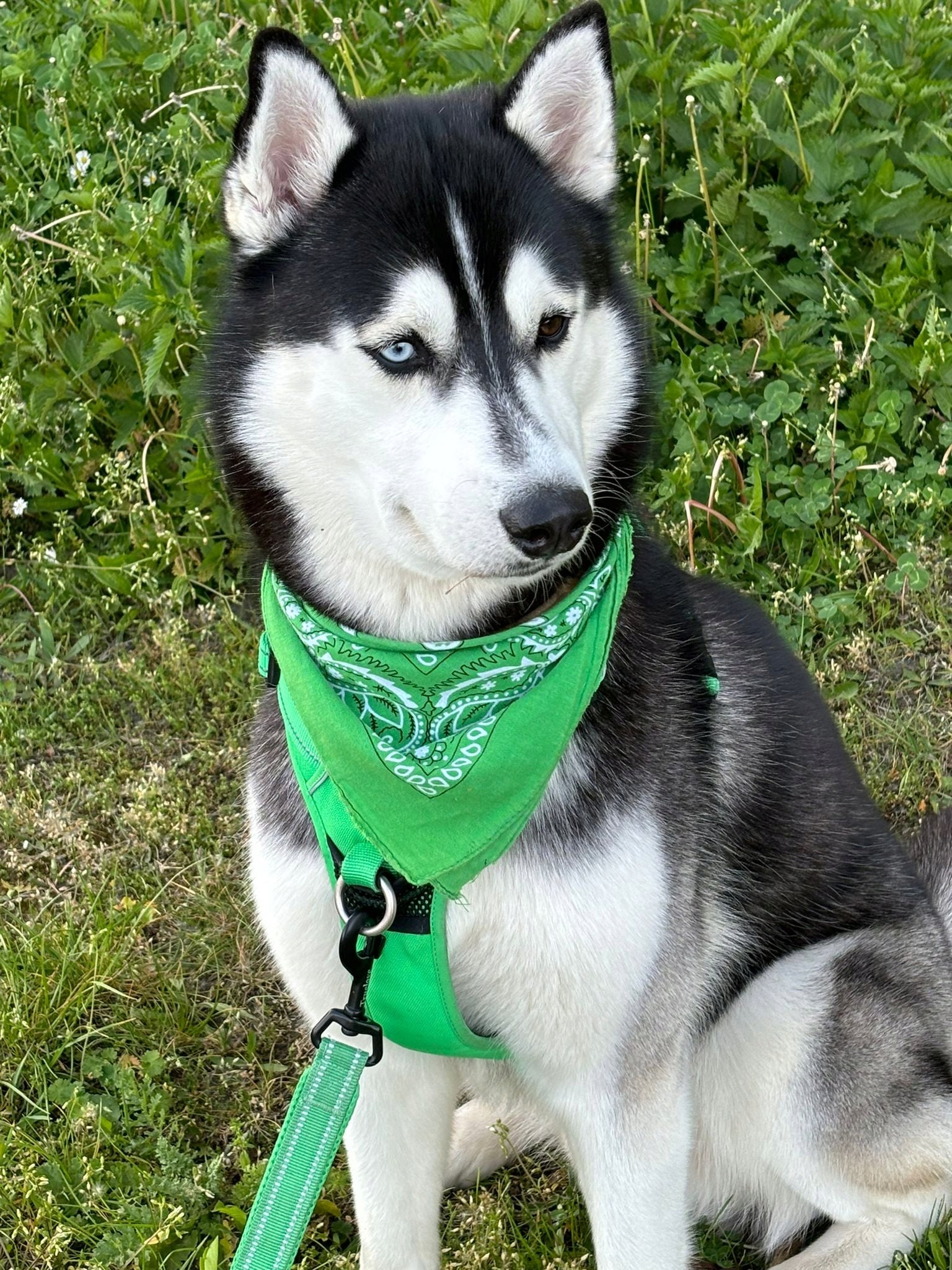 STRONG dog harness GUARD Front Line Premium TRUELOVE easy walk GREEN S Type harness with handle