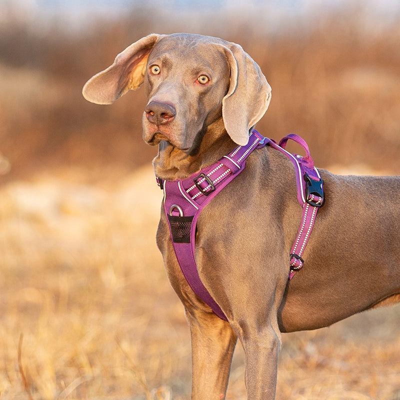 STRONG dog harness Truelove Front Line Premium L Size L