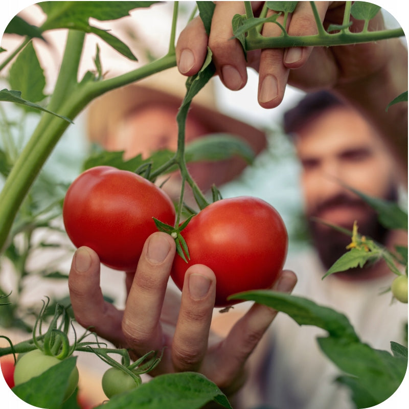 SUBSTRAL FOR TOMATOES PEPPERS CUCUMBERS MAGIC STRENGTH 350g FERTILIZER Fertilizer type multicomponent