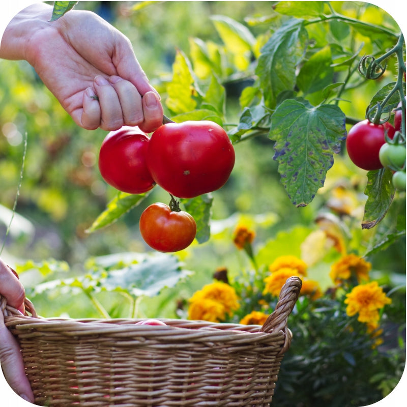 SUBSTRAL FOR TOMATOES PEPPERS CUCUMBERS MAGIC STRENGTH 350g FERTILIZER Form powder