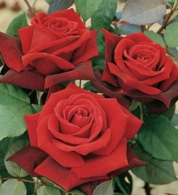 SUBSTRAL OSMOCOTE 2in1 ROSES 300g ROSE LONG WORKING FOR 6 MONTHS Manufacturer code 5907487104298