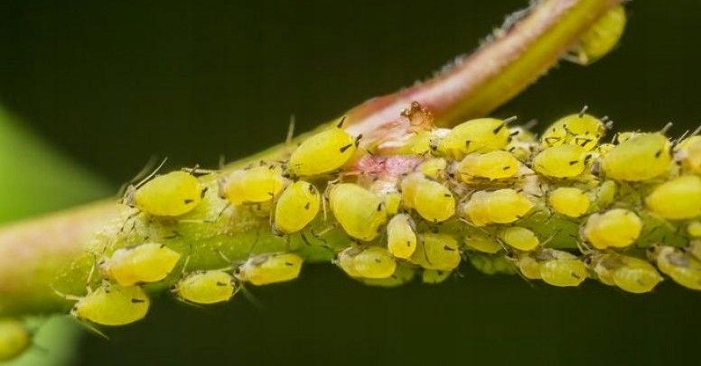 SUBSTRAL POLYSECT Bouquet 100ml for Moth Bouquet Aphids Caterpillars Packaging status original