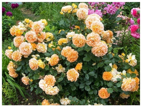 SUBSTRAL SAPROL 750ML PROTECTION FLOWERS ROSE YUCCA BONSAI FUNGICIDAL CONIFERS Form Aerosol