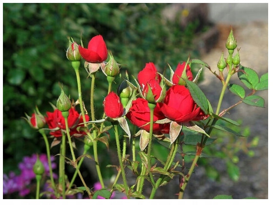 SUBSTRAL SAPROL 750ML PROTECTION FLOWERS ROSE YUCCA BONSAI FUNGICIDAL CONIFERS Weight 0.9 kg
