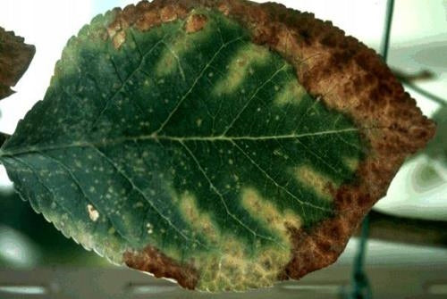 SUMIN HELP PLANT CU 20ML COPPER DEFICIENCY SPRAYING FERTILIZER REPLENISHES DEFICIENCIES Form liquid