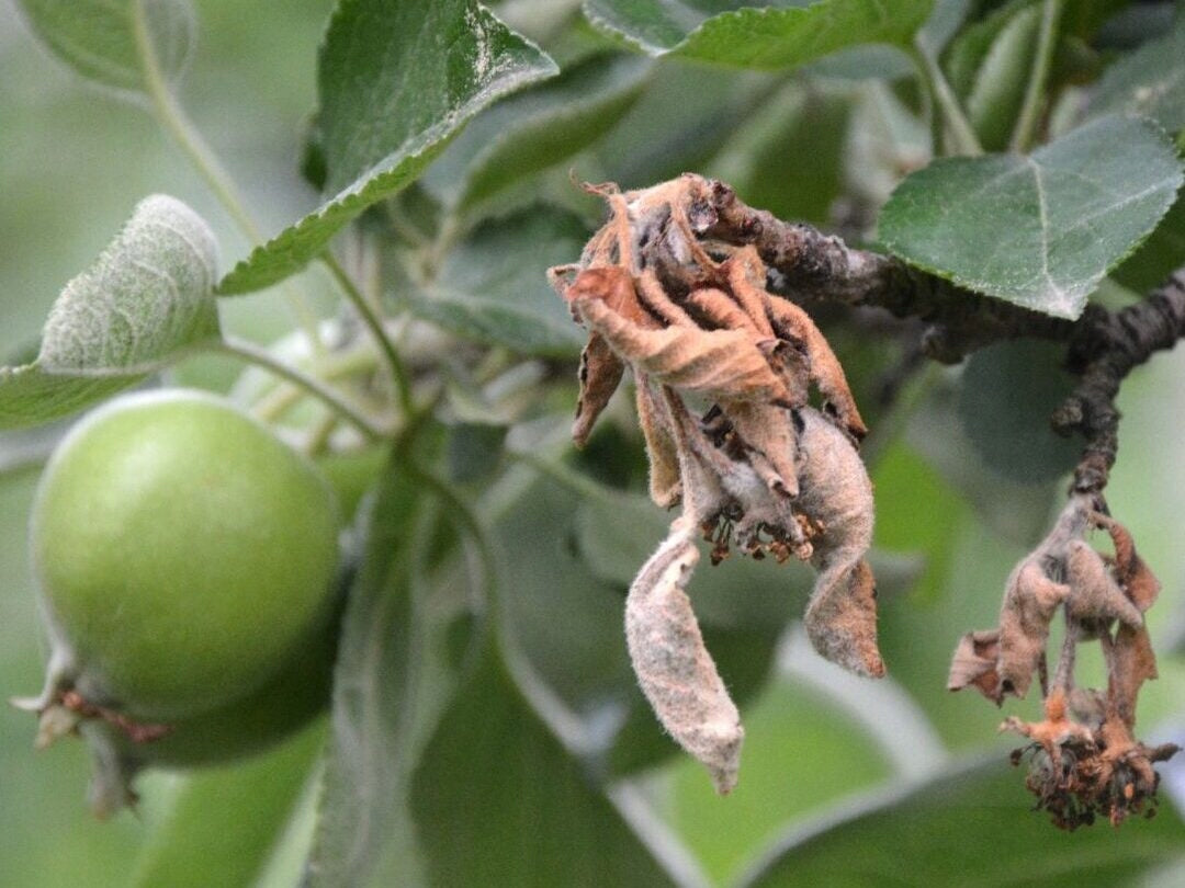 SUMIN HELP PLANT CU 20ML COPPER DEFICIENCY SPRAYING FERTILIZER REPLENISHES DEFICIENCIES Volume 0.02 l