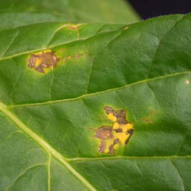 SUMIN HELP PLANT CU 20ML COPPER DEFICIENCY SPRAYING FERTILIZER REPLENISHES DEFICIENCIES Weight 0.024 kg