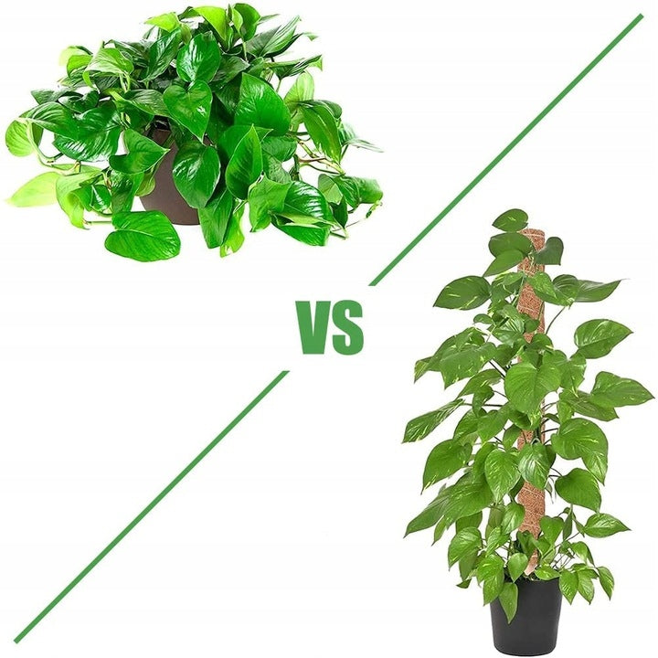SUPPORT COCONUT STAKE 80CM POLE FOR MONSTERA PLANT FLOWERS 1pc. Manufacturer code 80/32
