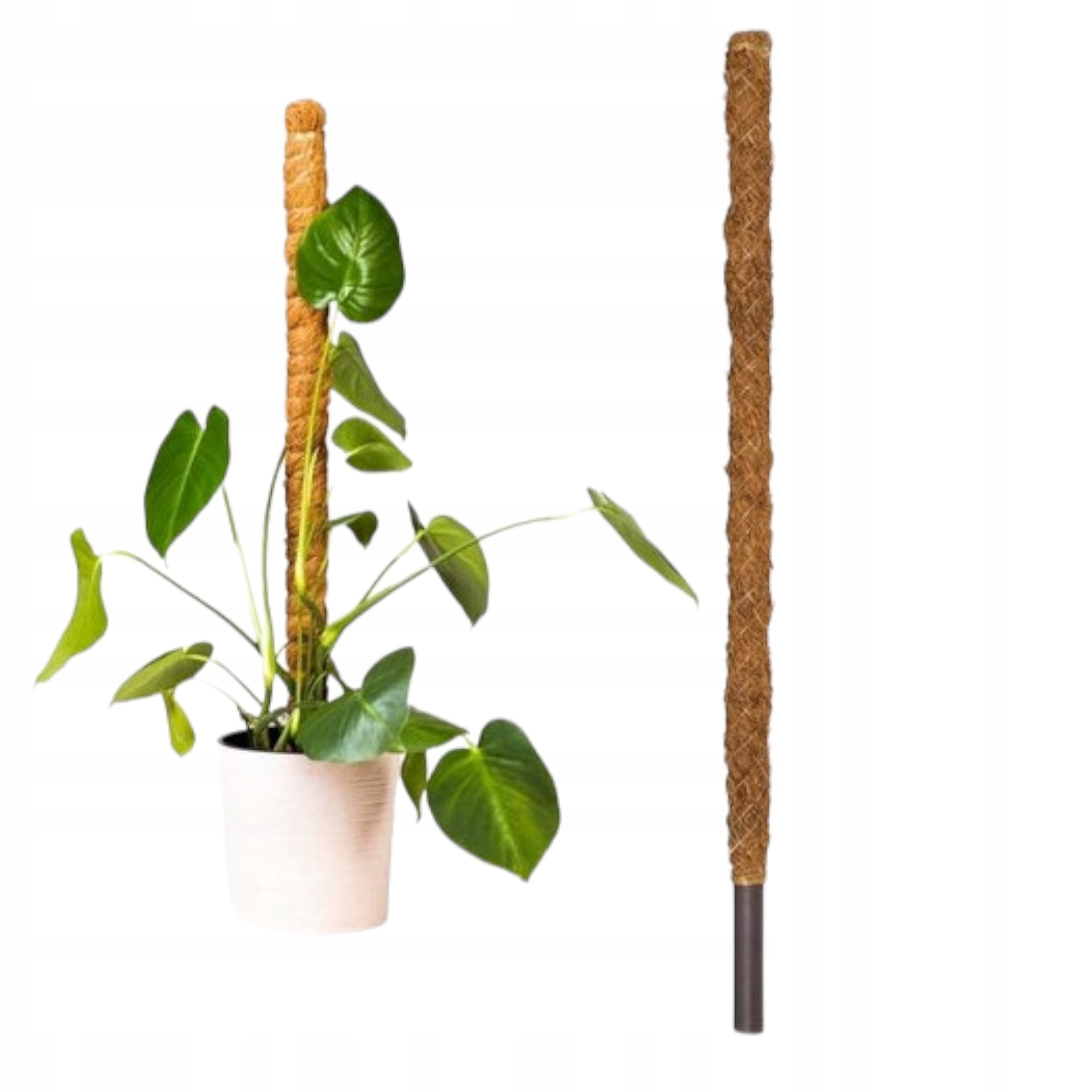 SUPPORT COCONUT STAKE 80CM POLE FOR MONSTERA PLANT FLOWERS 1pc.