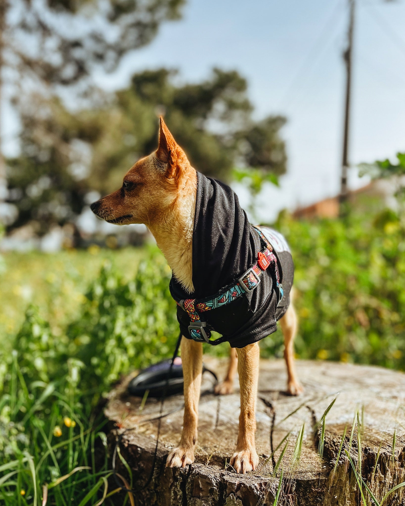 SUSPENDERS FOR MEDIUM DOGS WAUDOG SUMMER 50-80 CM 20 MM NYLON + ADDRESS CARD QR Color multicolor