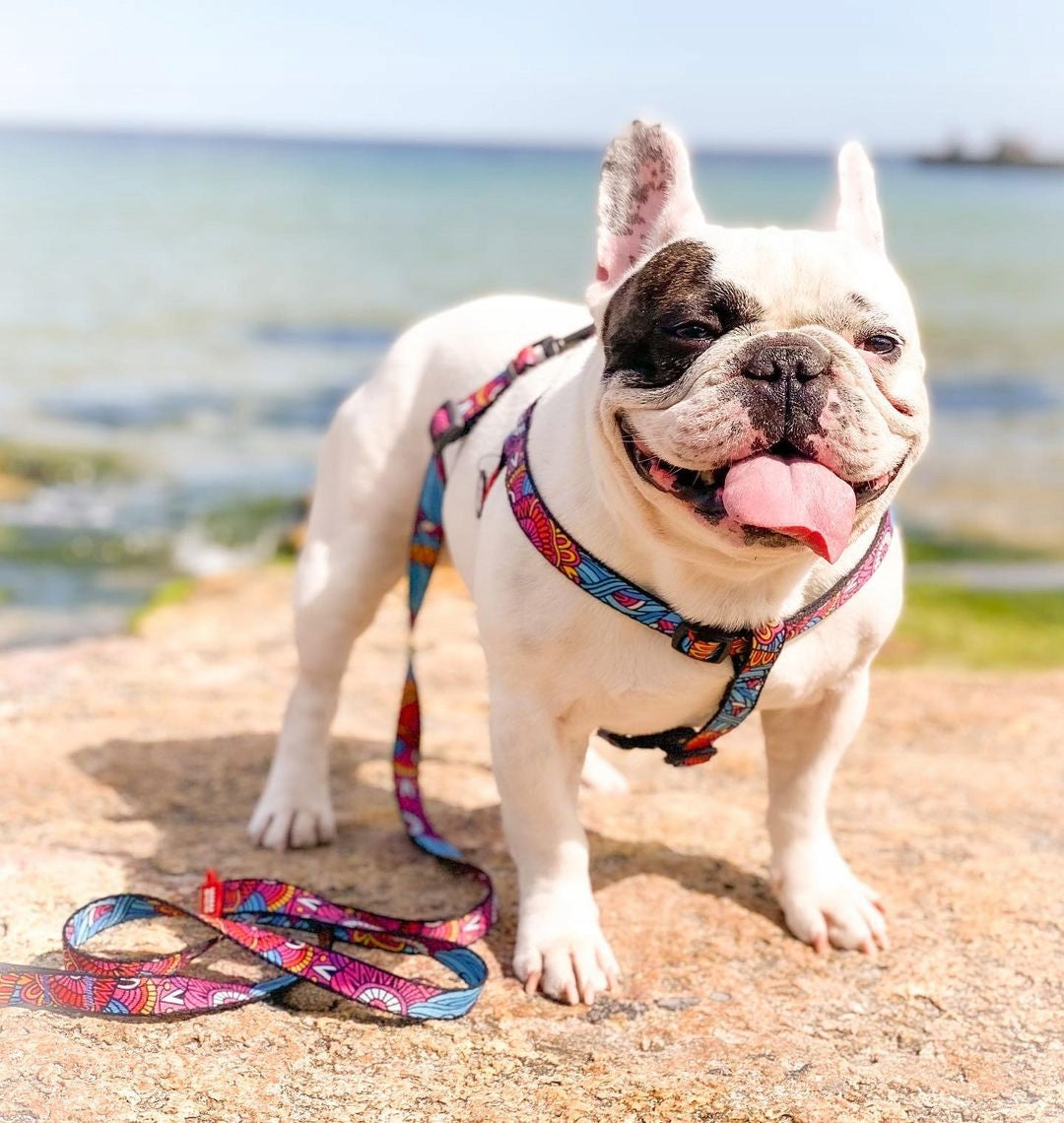 SUSPENDERS FOR MEDIUM DOGS WAUDOG SUMMER 50-80 CM 20 MM NYLON + ADDRESS CARD QR Kind walking harness