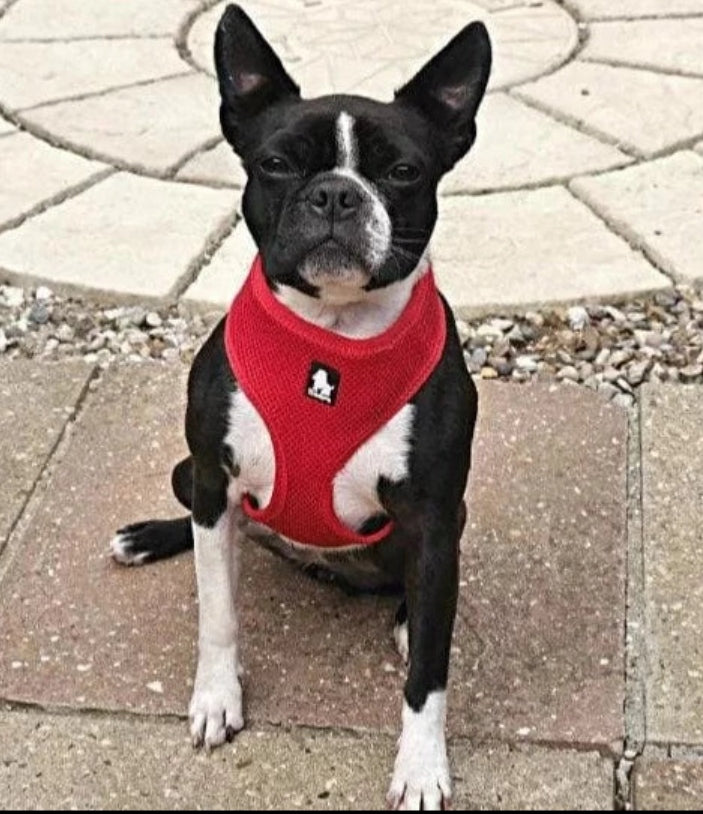 SUSPENDERS FOR SMALL DOG CAT PRESSURE-FREE LIGHT TRUELOVE PUPPY RED XS Kind walking harness