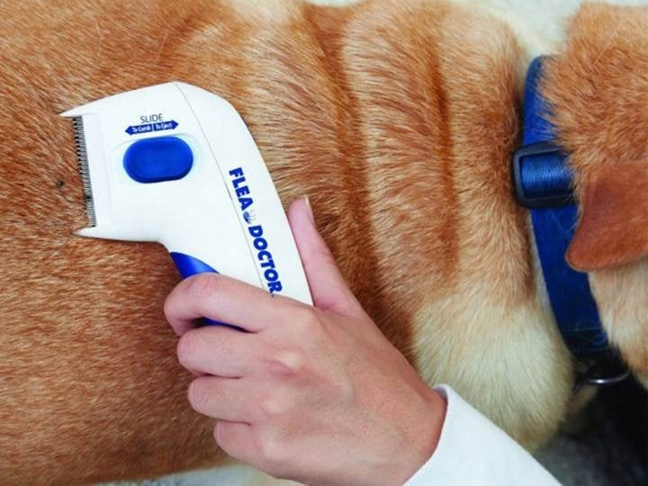Elektrischer Flohkamm für Hunde 