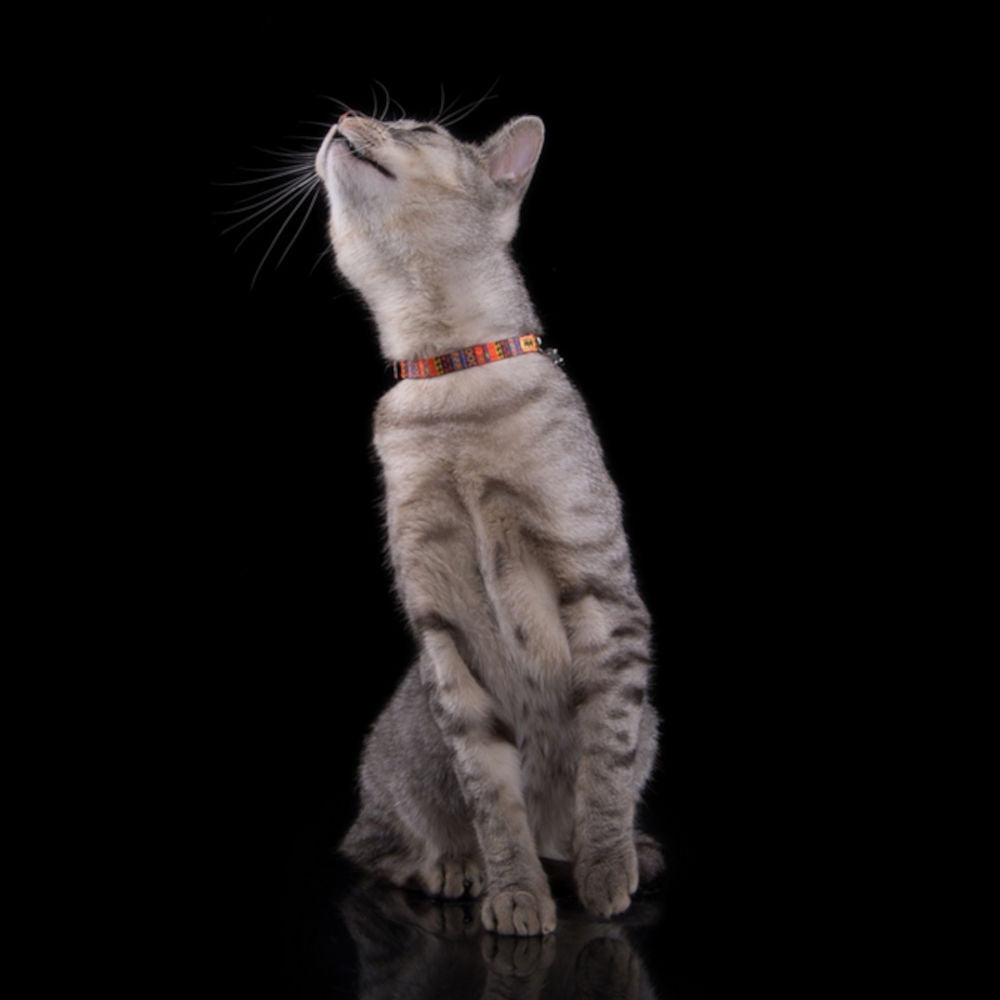 Safe Cat Collar DINGO California Brand Dingo
