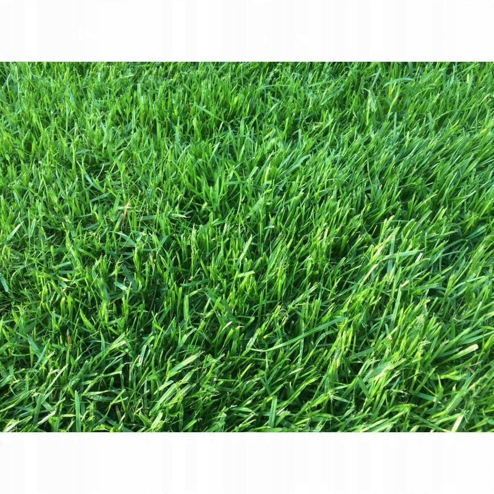 Saletrzak Nitrogen Fertilizer Grupa Azoty granules 20 kg grass lawn Weight 20 kg