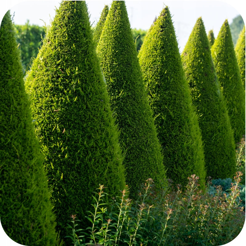 Saprol Fungicide Thuja Coniferous SUBSTRAL 100 ml Form liquid