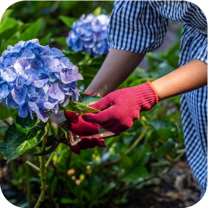 Saprol SPRAYING FUNGICIDAL FLOWERS HOUSE BALCONY center 750ml LONG-ACTING Manufacturer code 5907487102157