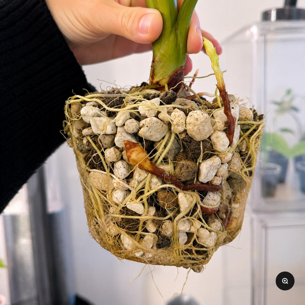 Self-watering pot with transparent insert 7,5cm Hydroponics Black Material synthetic material