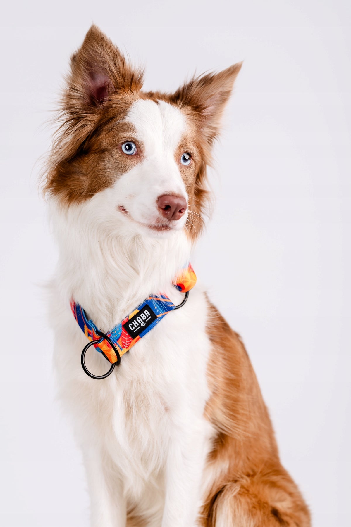 Semi-Clamp Collar Chaba for Medium Dog Strong Adjustable 26-50CM/2,5CM Packaging status original