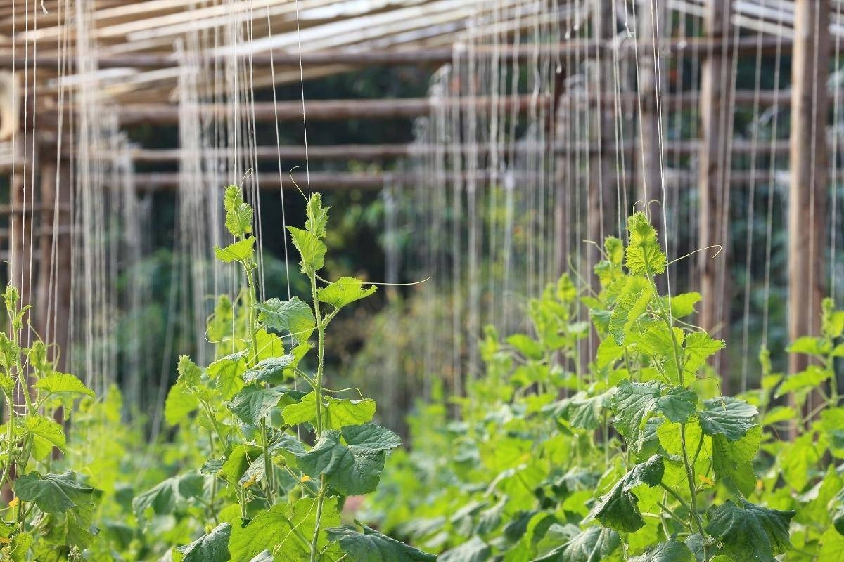 Set for Growing Tomatoes For Stems Clasps 250 pcs Clips Drawstring Clips Color green