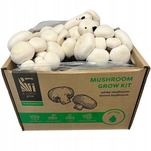 Set for growing white mushrooms Planto 7 kg 15 l
