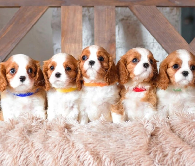 Set of adjustable identification collars for puppies 30x1 cm Manufacturer code 03-ZNACZNIKI