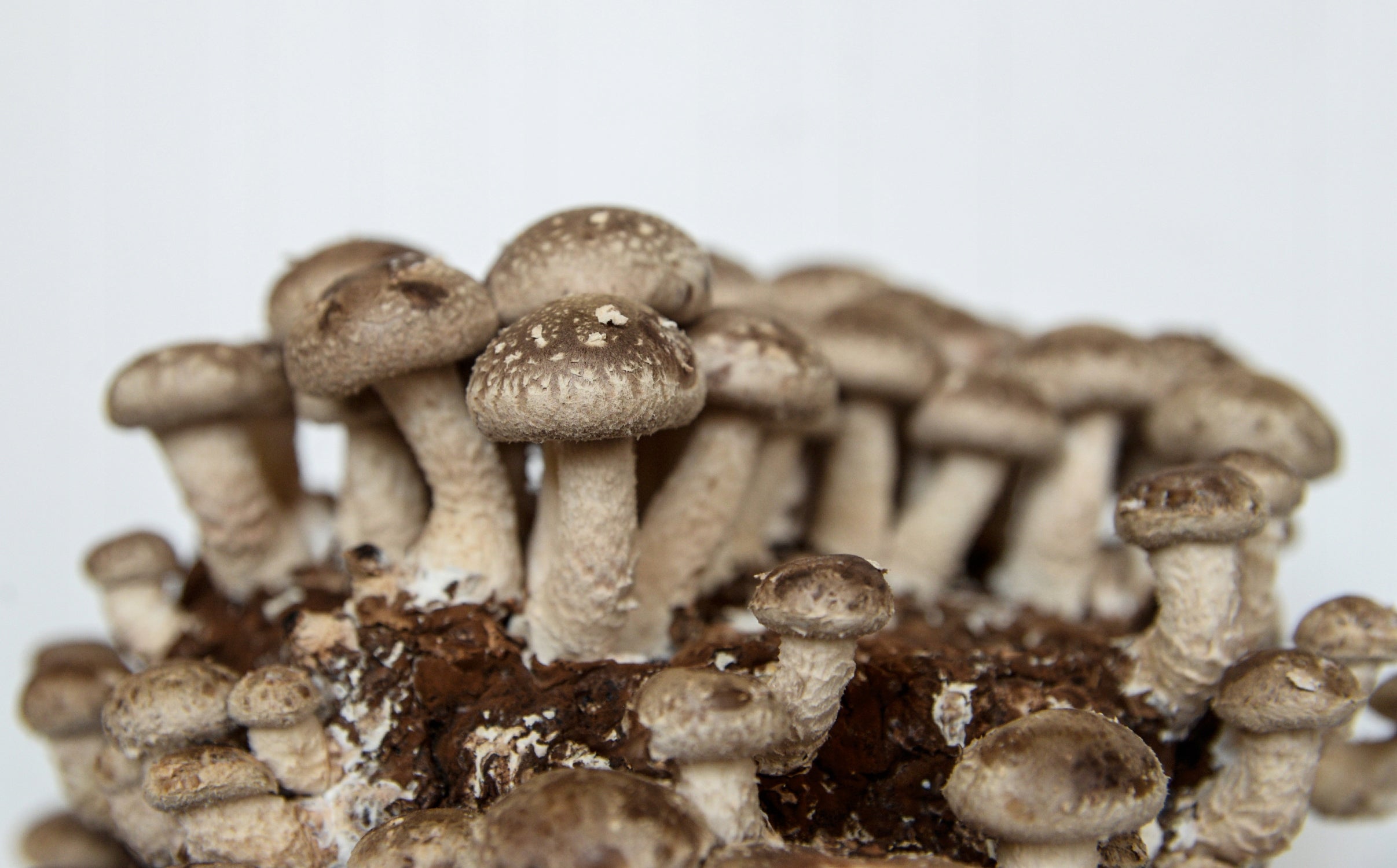 Shiitake – mycelium on pegs 20 pcs. for garden Manufacturer Planto