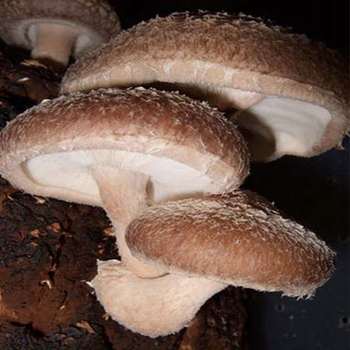 Shiitake – mycelium on pegs 20 pcs. for garden