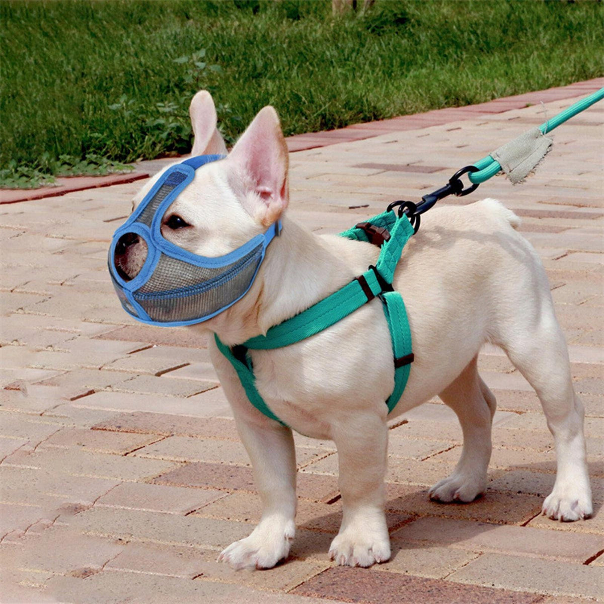 Short Snout muzzle Dog mask Adjustable Strap Protection Breathable Blue S