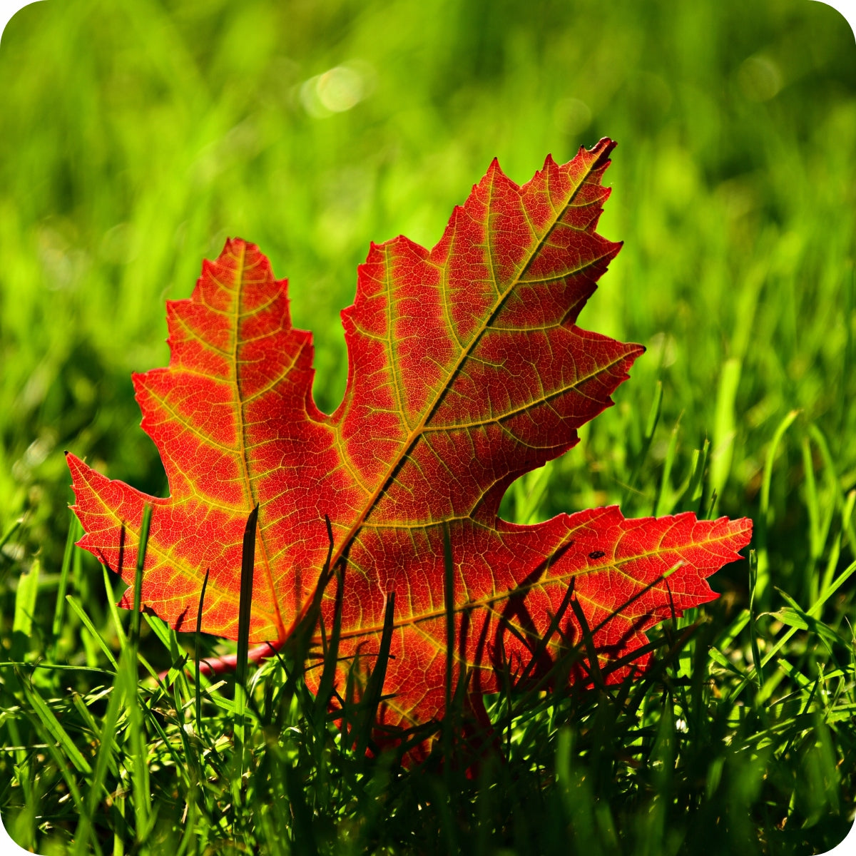 Siarkopol Autumn Grass Lawn Fertilizer Thickening 25KG Potassium Phosphorus Manufacturer Siarkopol