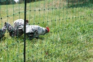 Vogelvolierennetz mit Kerblpfosten, 1,06x50m 