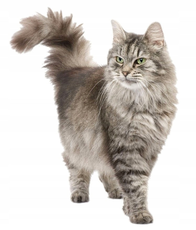 Silicone cat litter ZWIERZOPASJA set of 10 X 3,8 L Kind silicone
