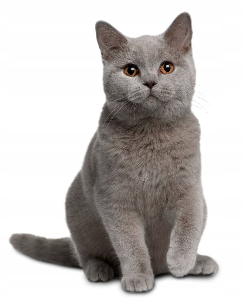 Silicone cat litter ZWIERZOPASJA set of 10 X 3,8 L Manufacturer code 5905523061451