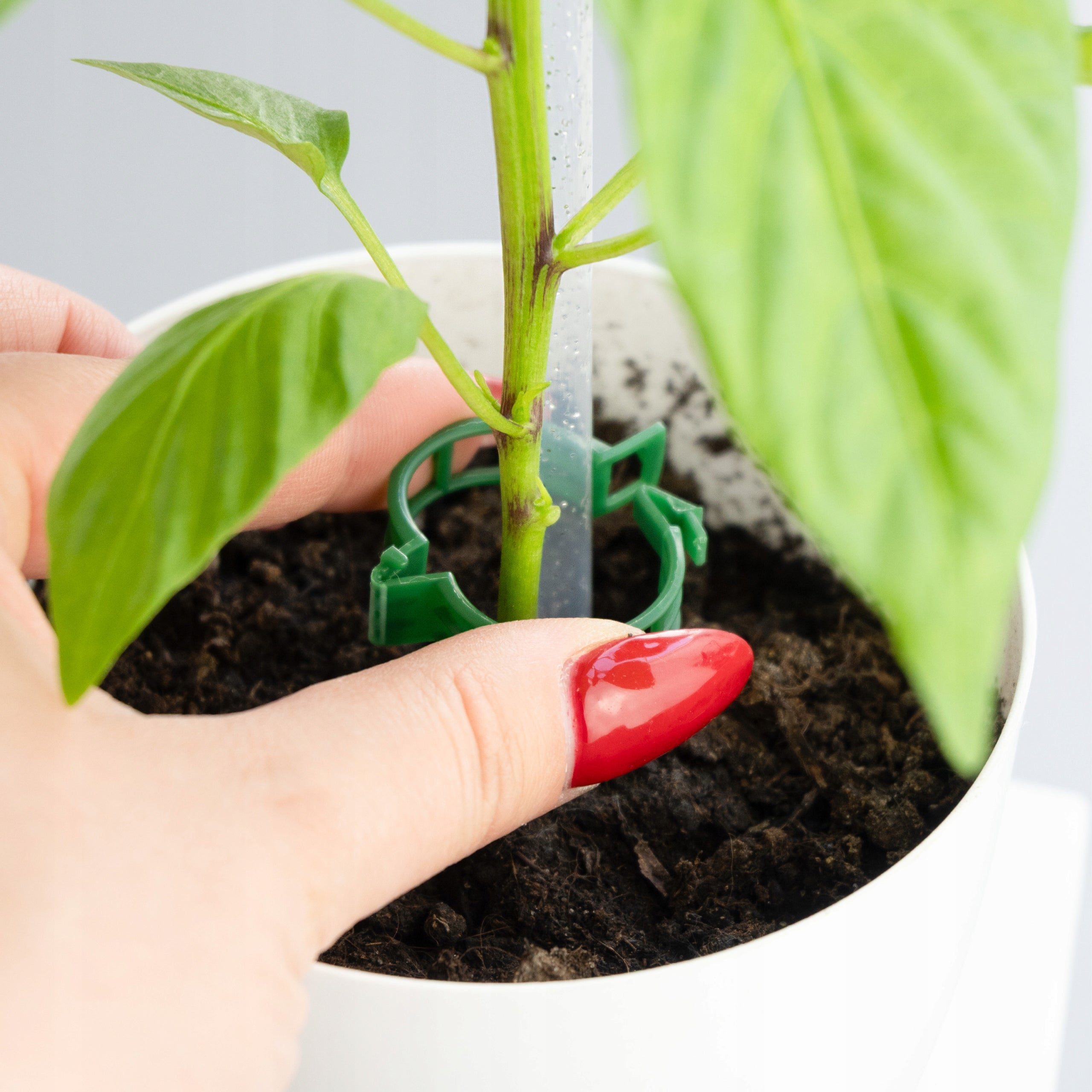 Sillar clasps for fixing the stems of bean tomato shoots set of 500 pieces Manufacturer code SIL417_500