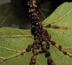 Siltac EC INSECTICIDE fights PESTS APHIDS BOWL SPIDER MITES Manufacturer code 5907184354552
