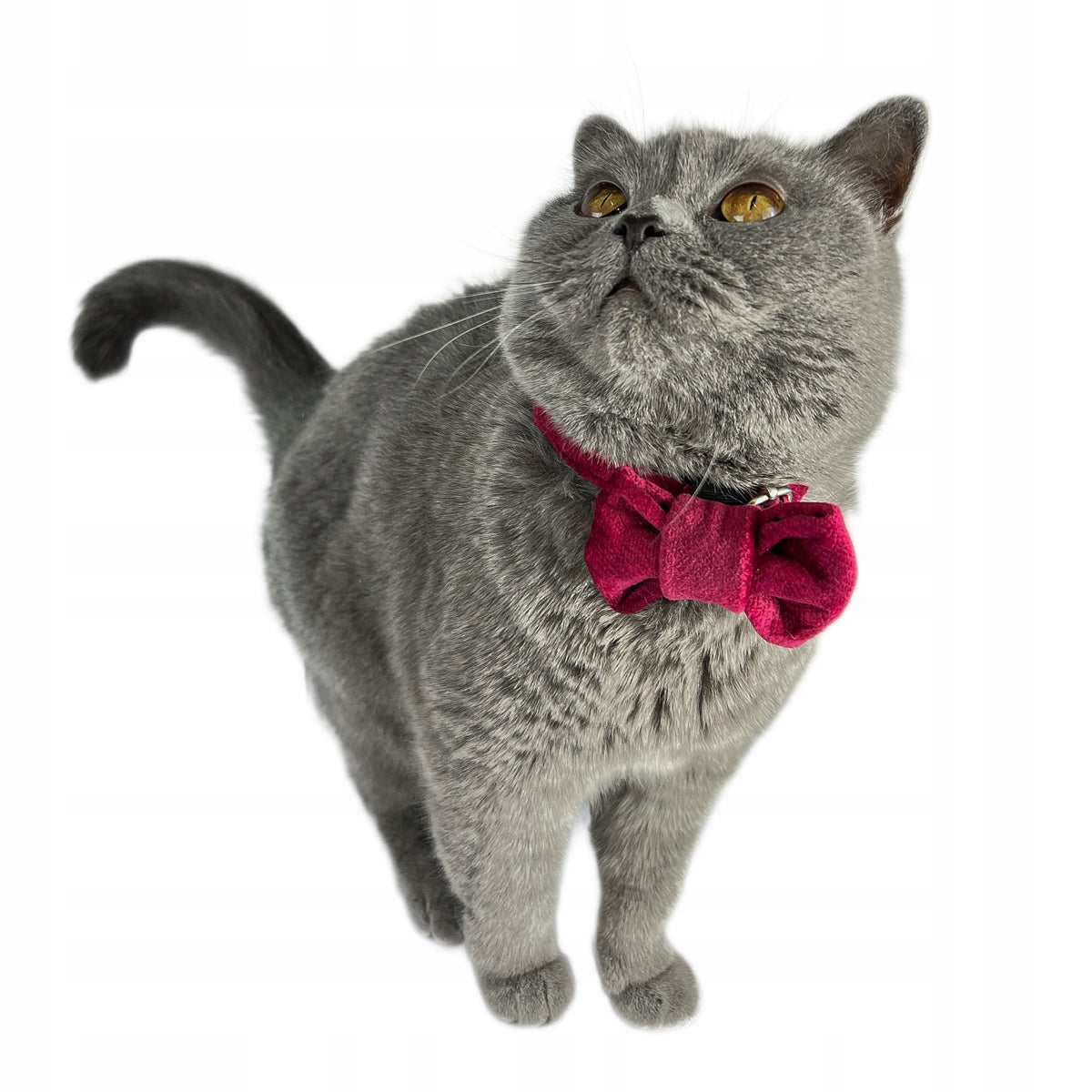 Small Dog Collar with Fly, Collar and Bow Set - Cherry, S Packaging status original