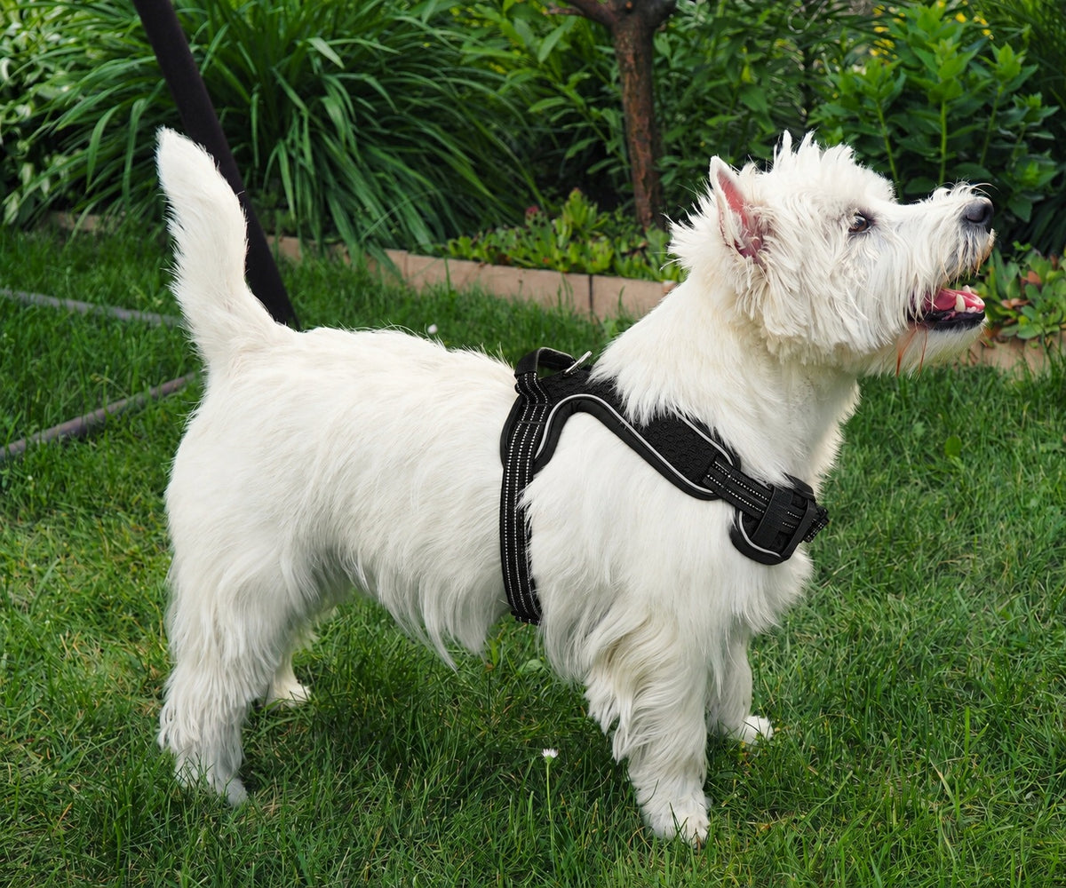 Small Dog Harness Adjustable Black Lightweight Lhasa Apso Pug Terrier XS Manufacturer code 5905159361048