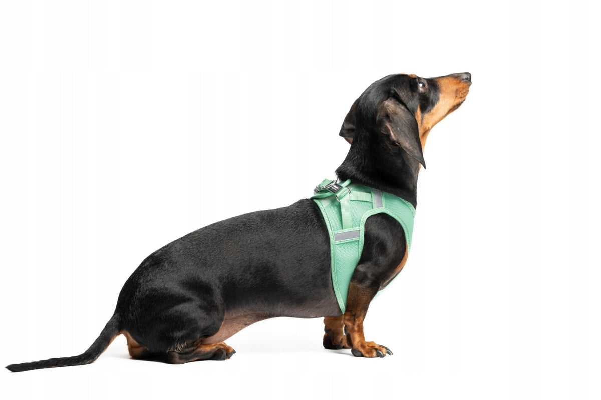 Small Dog Harness Red Dingo Mesh - Pressure-Free S, Mint Brand Red Dingo