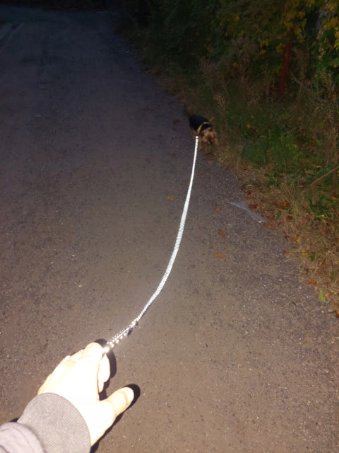 Small Dog Reflective Training Rope Lanyard 6mm 10m Traditional Manufacturer code 5905440489765