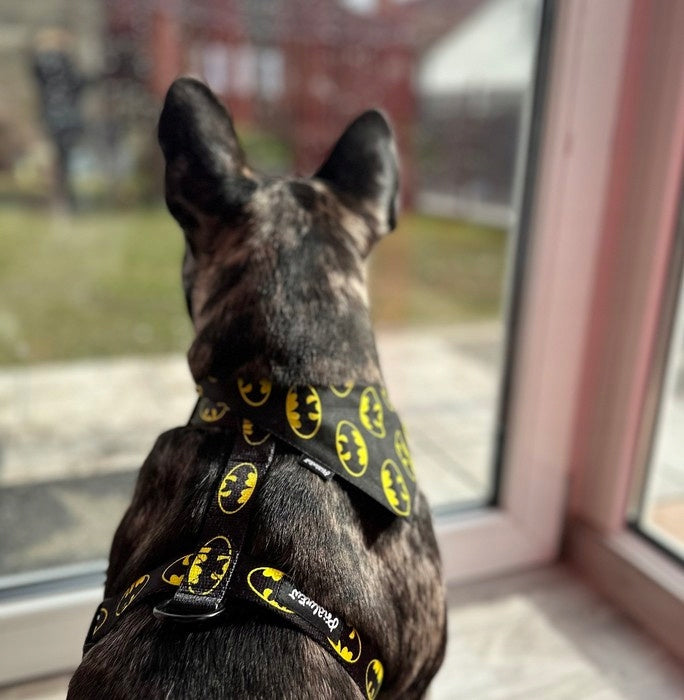 Small Harness Guard for Dog Bat Dog Psiakrew S/M Manufacturer code 5908298102930