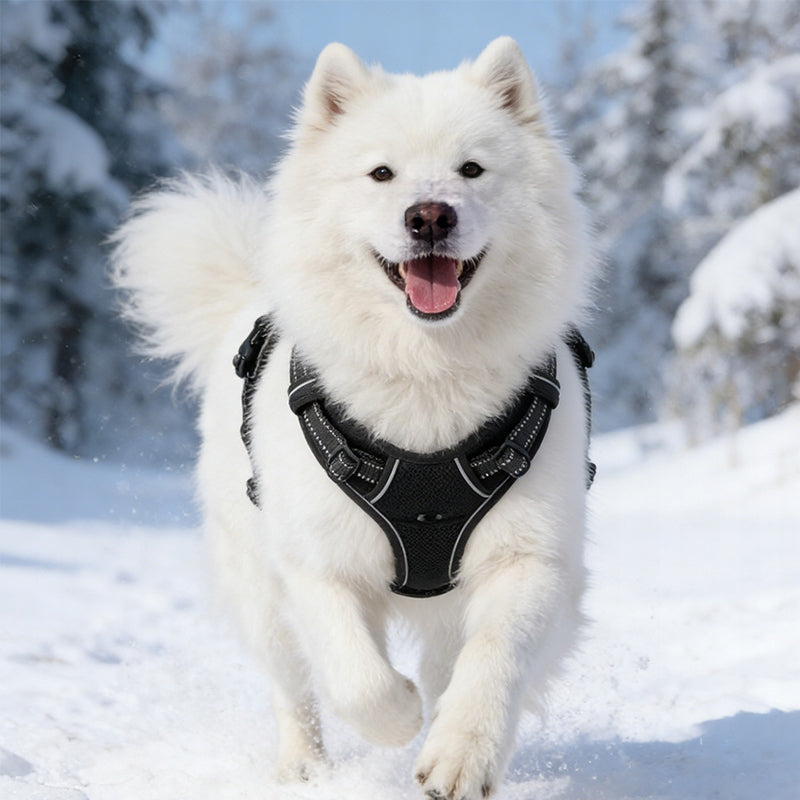 Small dog HARNESS PRESSURE-FREE black S 34-63cm Manufacturer code Purrtiny7818