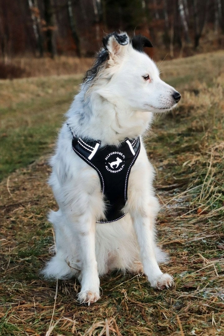Sports harness All For Dogs 100 x 40 cm Manufacturer code 5901138940136